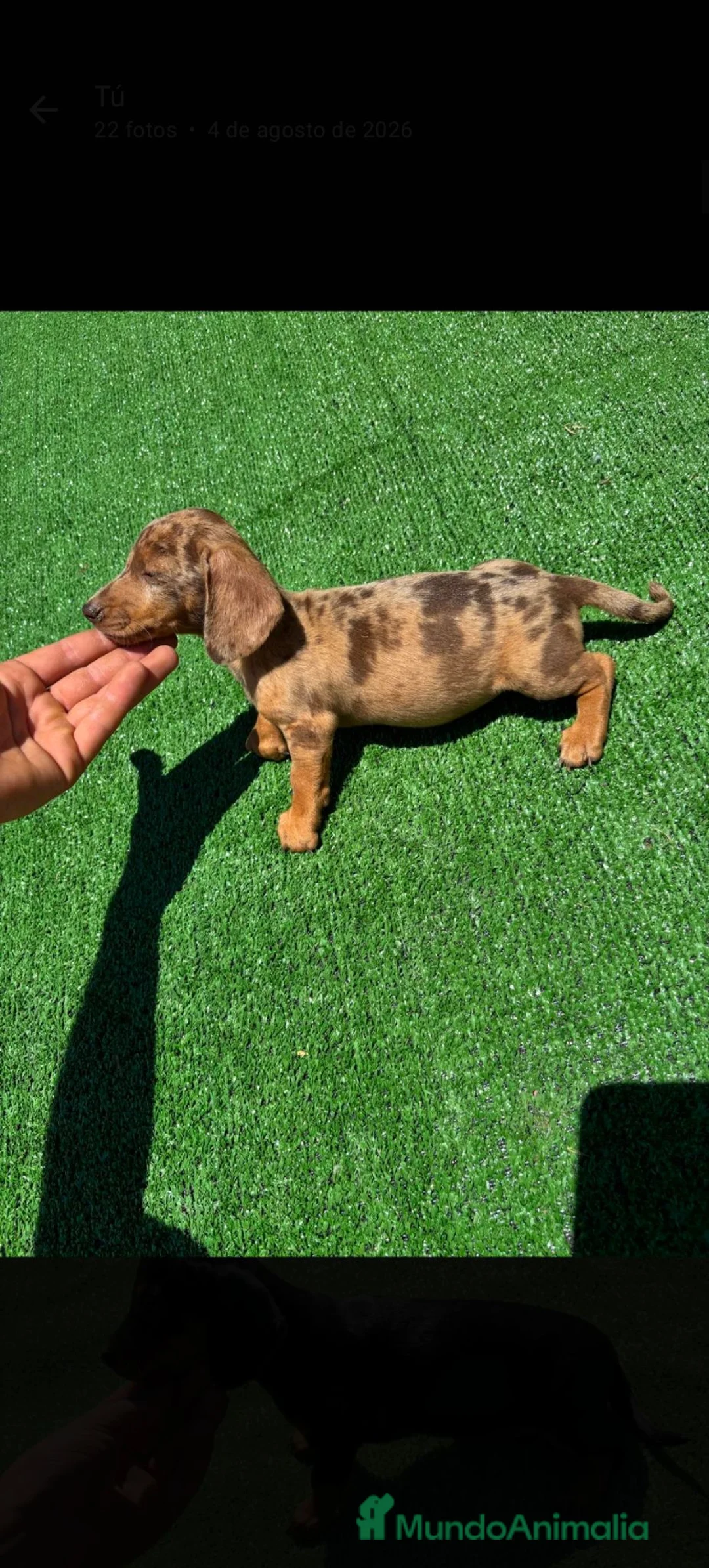 Teckel Miniatura perros en venta: Disponible Teckels de Calidad  - Anuncio 1