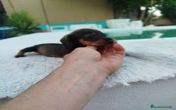 Teckel Miniatura perros en venta: Teckel mini  - Imagen 5