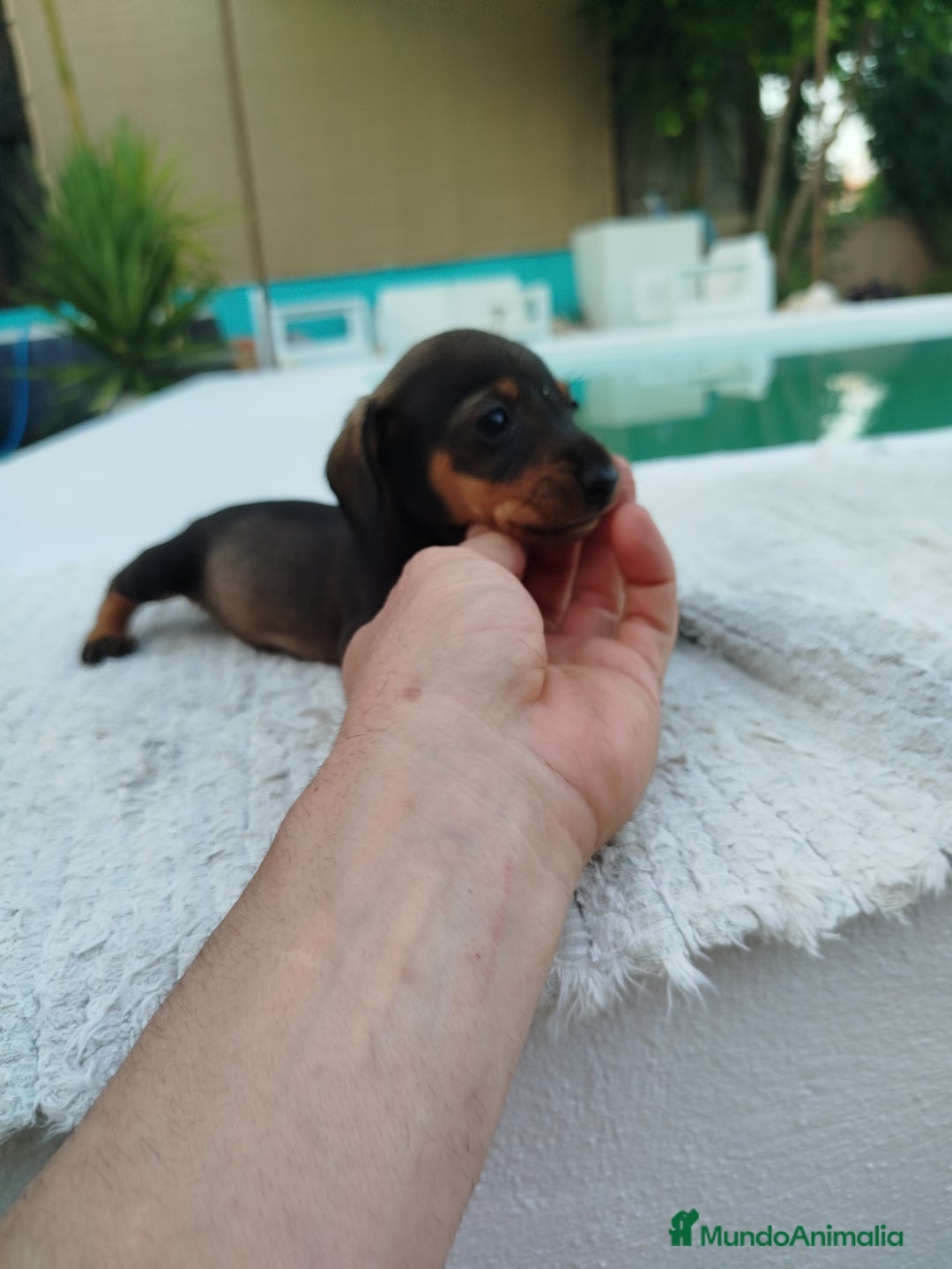 Teckel Miniatura perros en venta: Teckel mini  - Imagen 5