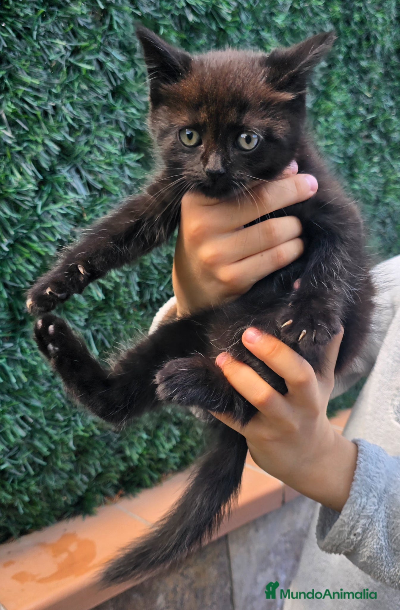 Británico de Pelo Corto gatos Gatcot.com - Anuncio 20