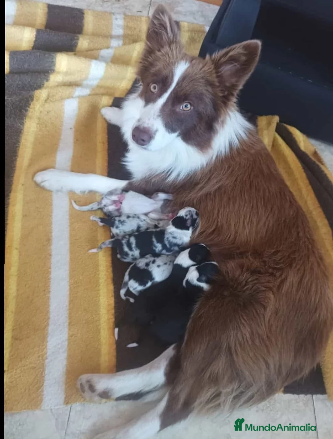 Border Collie perros en venta: Borde collie  - Anuncio 2