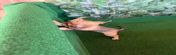 Chihuahua perros en venta: Chihuhua  - Anuncio 9
