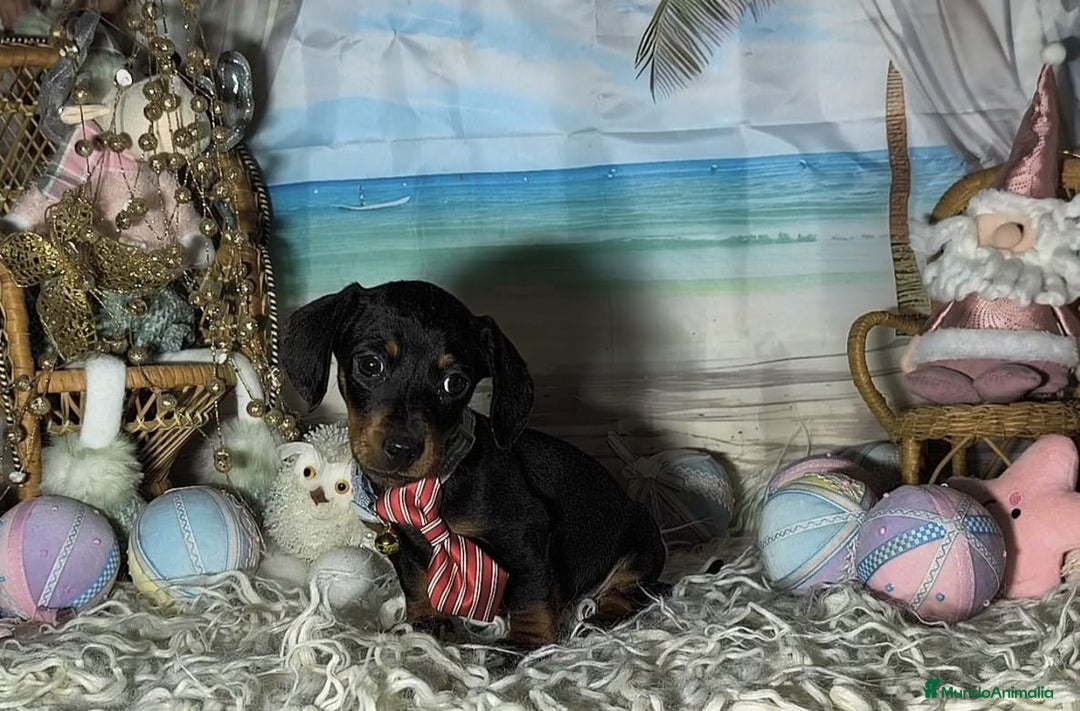 Teckel perros en venta: Teckel kanichen  - Anuncio 9