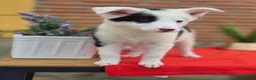 Border Collie perros en venta: Border collie. Precio real - Anuncio 3