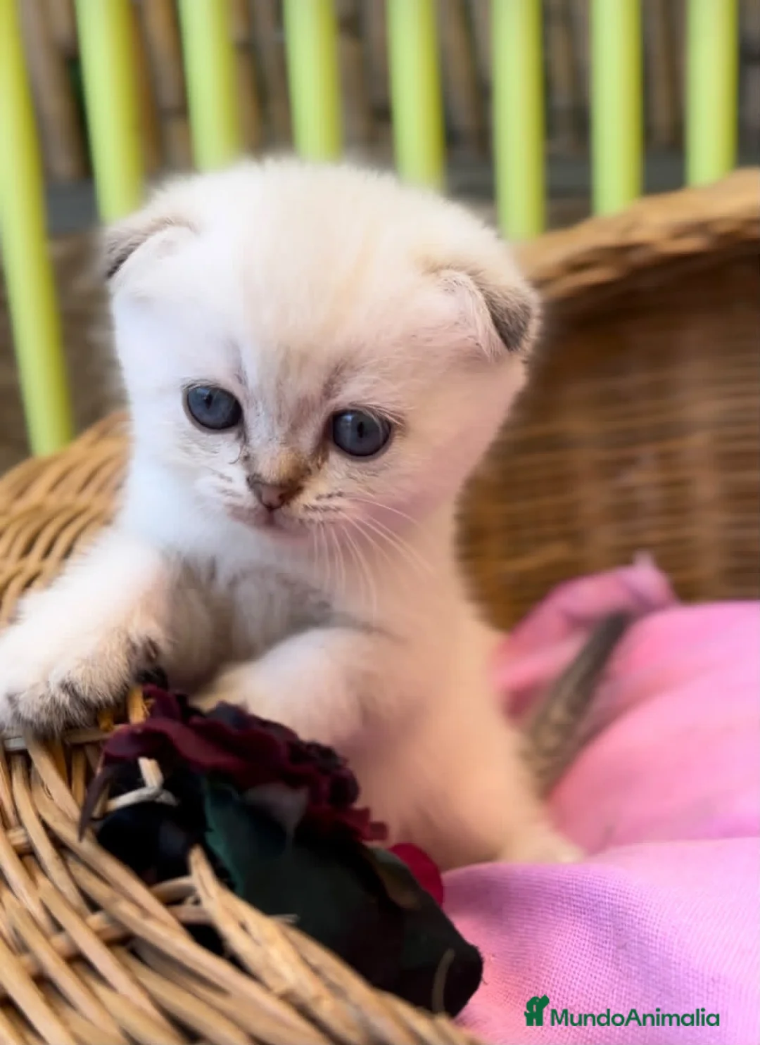 Británico de Pelo Corto gatos en venta: British y Scottish gatitos - Anuncio 10