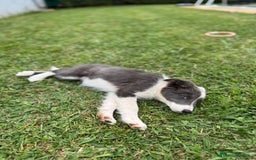 Border Collie perros en venta: Border collie Blue - Imagen 3