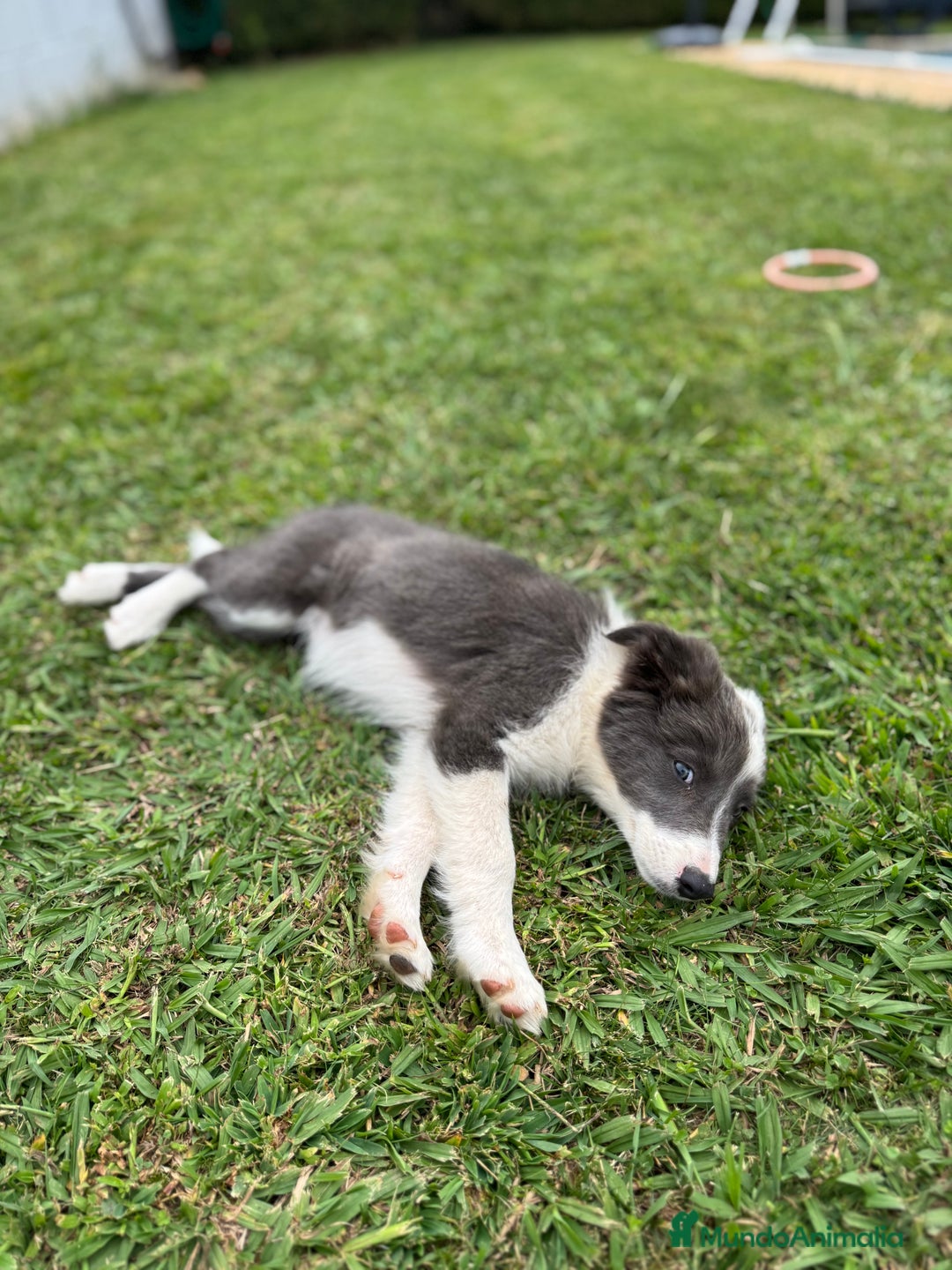 Border Collie perros en venta: Border collie Blue - Imagen 3