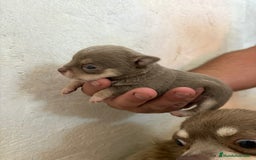 Chihuahua perros en venta: Disponible Chihuhua Toy hembra lilac  - Imagen 1