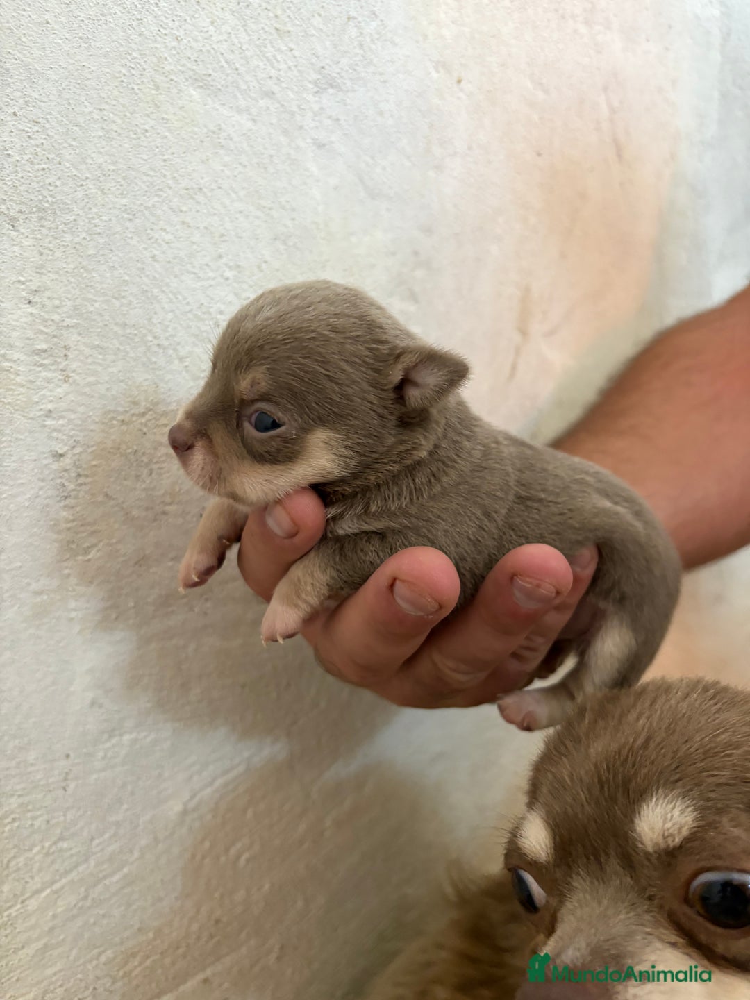 Chihuahua perros en venta: Disponible Chihuhua Toy hembra lilac  - Imagen 1