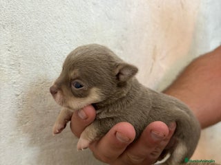 Chihuahua perros - Anuncio 33