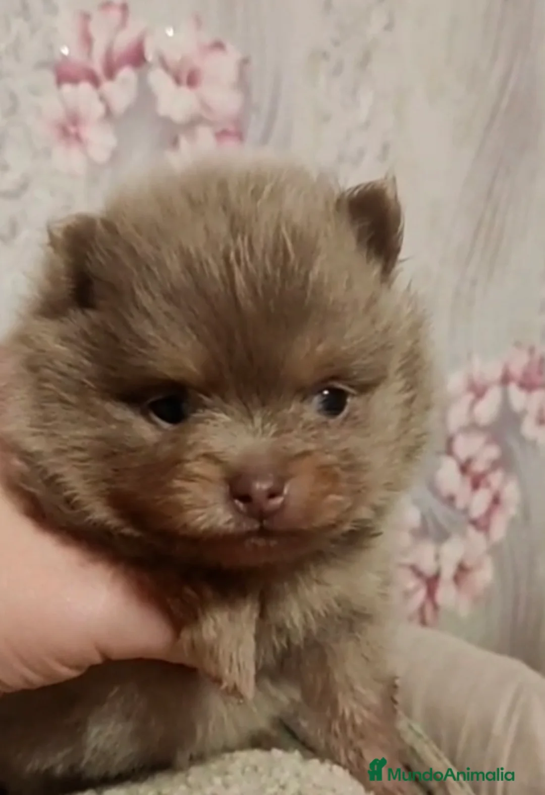 Pomerania perros en venta: Machito exótico lila tan - Anuncio 4