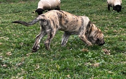 Mastín Español perros en venta: Mastín Español Tradicional Ganadero - Imagen 4