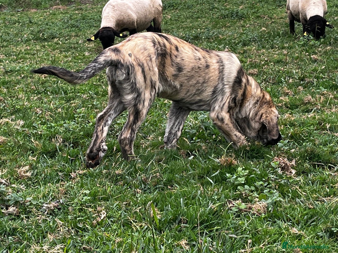 Mastín Español perros en venta: Mastín Español Tradicional Ganadero - Imagen 4