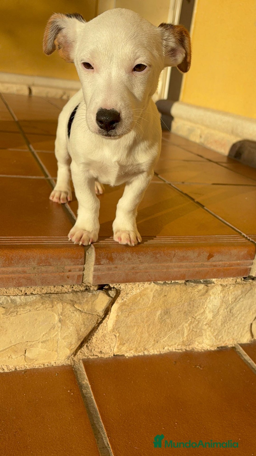 Jack Russell Terrier perros en venta: Cachorros de Jack russell  - Anuncio 22