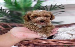 Caniche Toy perros en venta: CANICHE TOY MACHO - Imagen 5