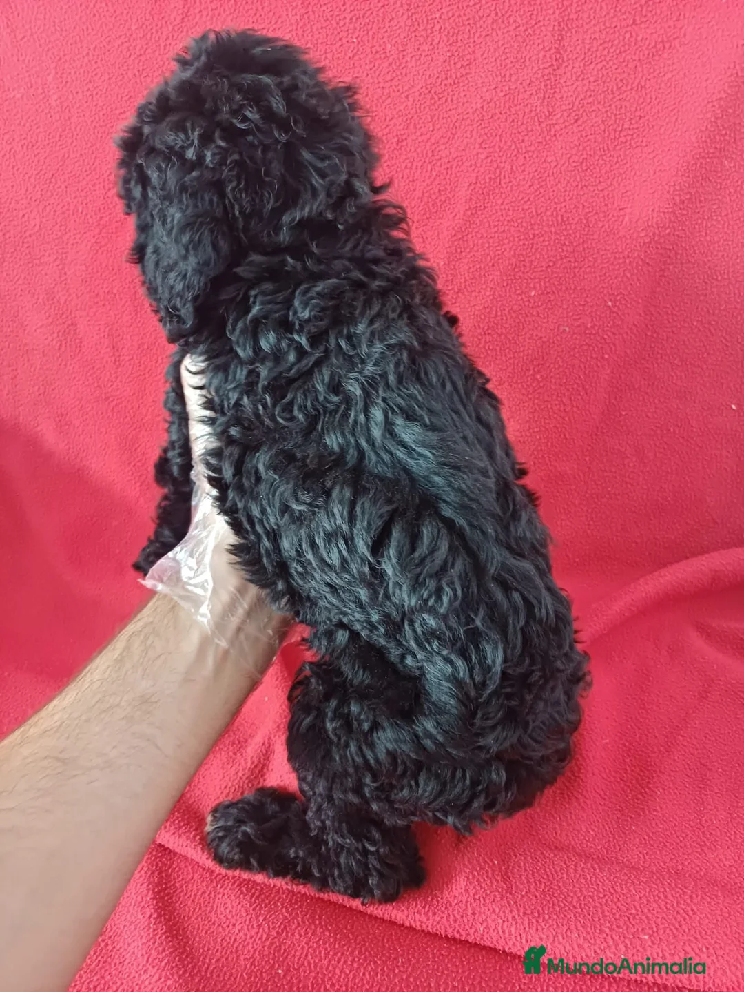 Perro de Agua Español perros en venta: Perro de Agua Español  - Anuncio 3