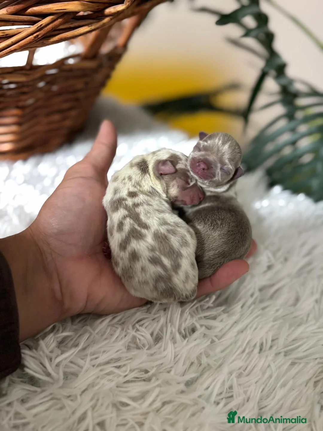 Chihuahua perros en venta: CHIHAUHUA MACHO- COLORES EXOTICOS - Anuncio 7