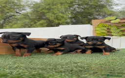 Pinscher Miniatura perros en venta: Pinscher - Imagen 21
