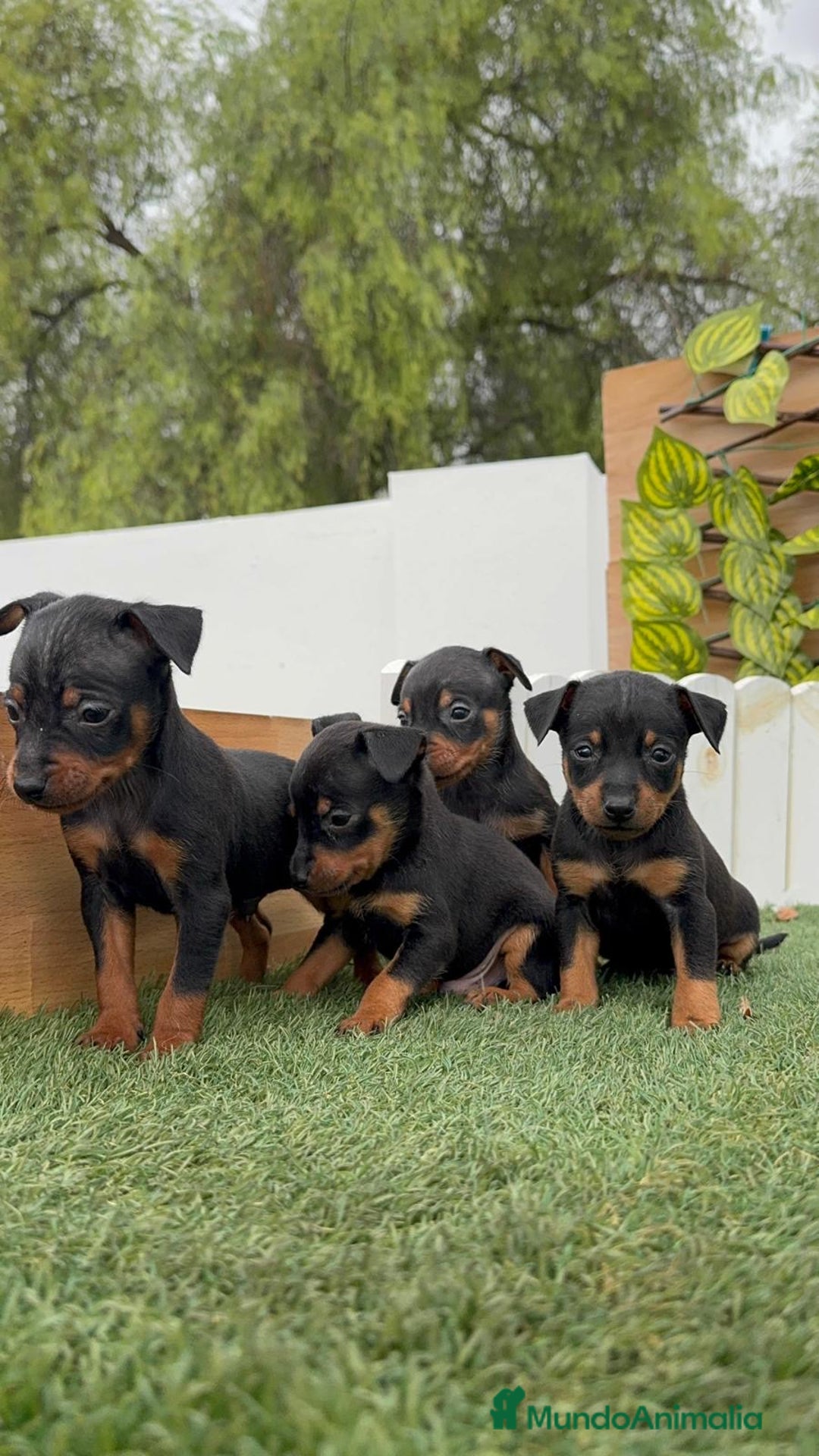 Pinscher Miniatura perros en venta: Pinscher - Imagen 21