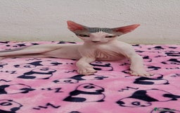 Sphynx gatos en venta: Machito sphynx listo para entregar  - Imagen 1