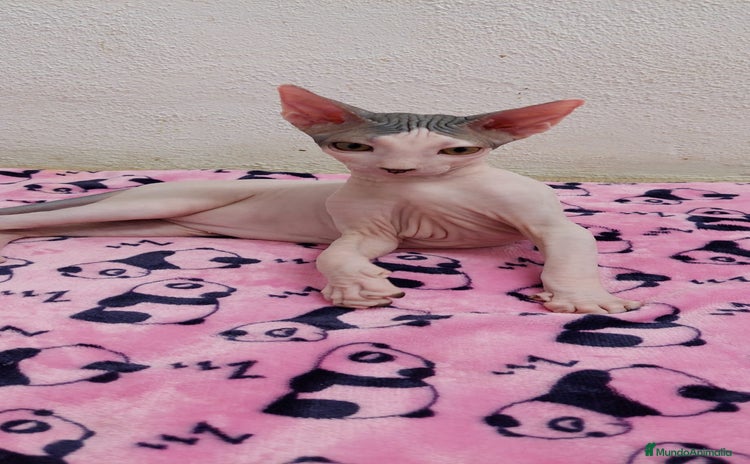 Sphynx gatos - Anuncio 1