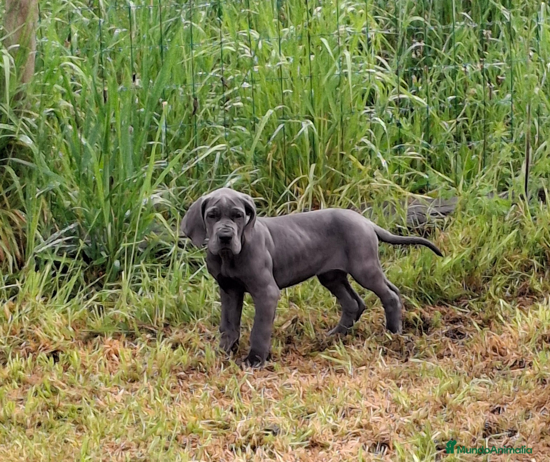 Dogo Alemán perros Cachorra Blue Azul Gran Danés-Dogo Alemán - Anuncio 30