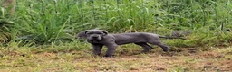 Dogo Alemán perros en venta: Cachorros azules Gran Danés - Anuncio 8