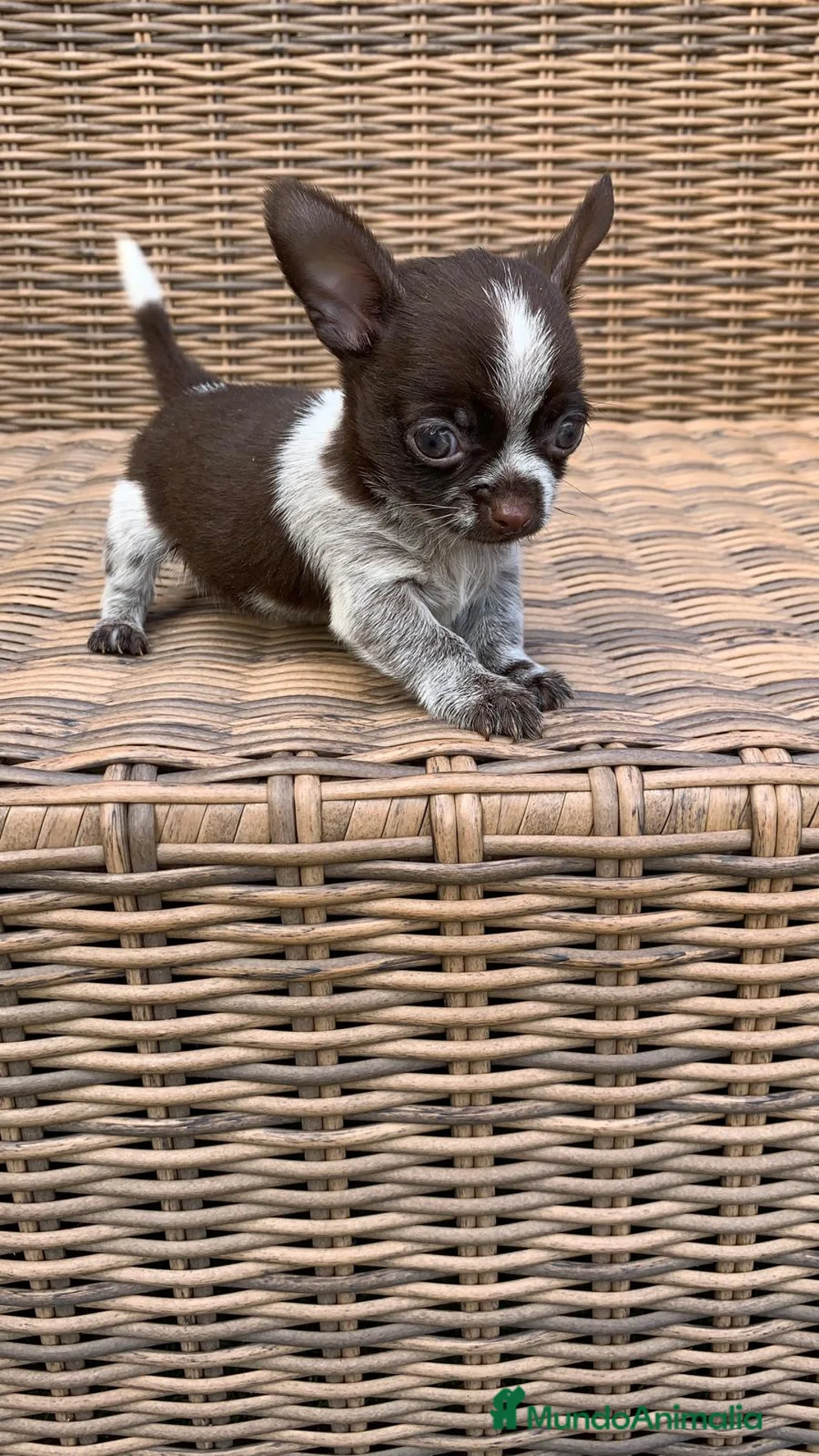 Chihuahua perros en venta: Chihuahuas  en Illes Balears - Anuncio 21