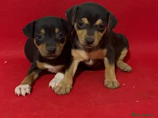 Ratonero Bodeguero Andaluz perros Excelentes Bodegueros - Anuncio 1