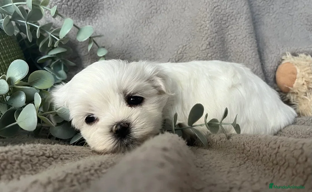 Bichón Maltés perros en venta: BICHON MALTÉS - Anuncio 6