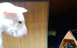 Bull Terrier perros en venta: CAMADA BULL TERRIER - Imagen 2