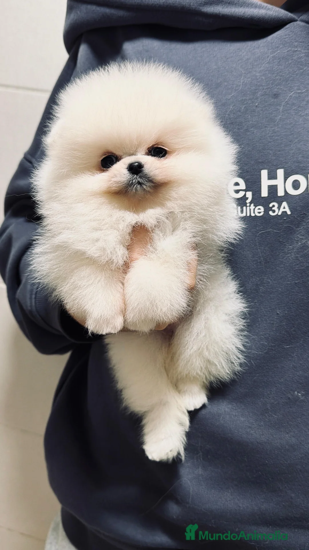 Pomerania perros en venta: Pomeranias super chatos - Anuncio 1
