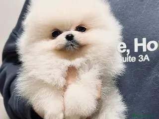 Pomerania perros Pomeranias super chatos - Anuncio 1