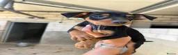 Pinscher Miniatura perros en venta: CACHORROS DE PINSCHER MINIATURA - Anuncio 2