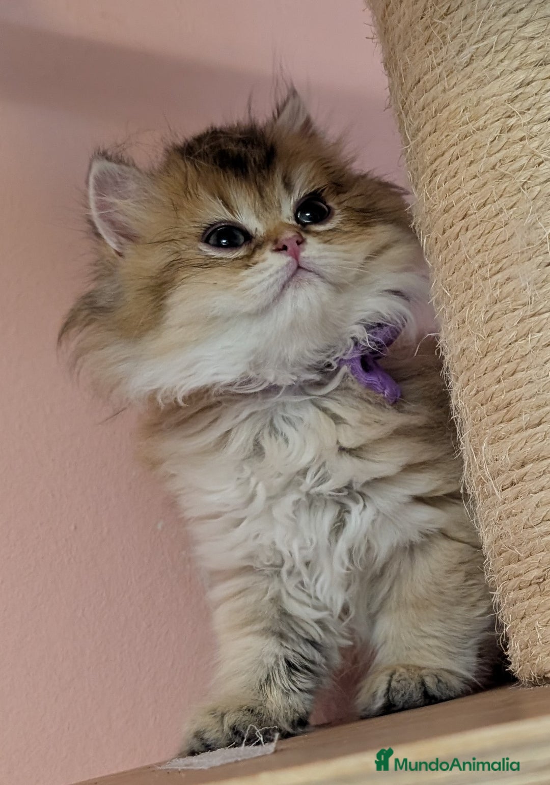 Británico de Pelo Largo gatos en venta:  2gatitos color exclusivo british golden longhair  - Anuncio 10