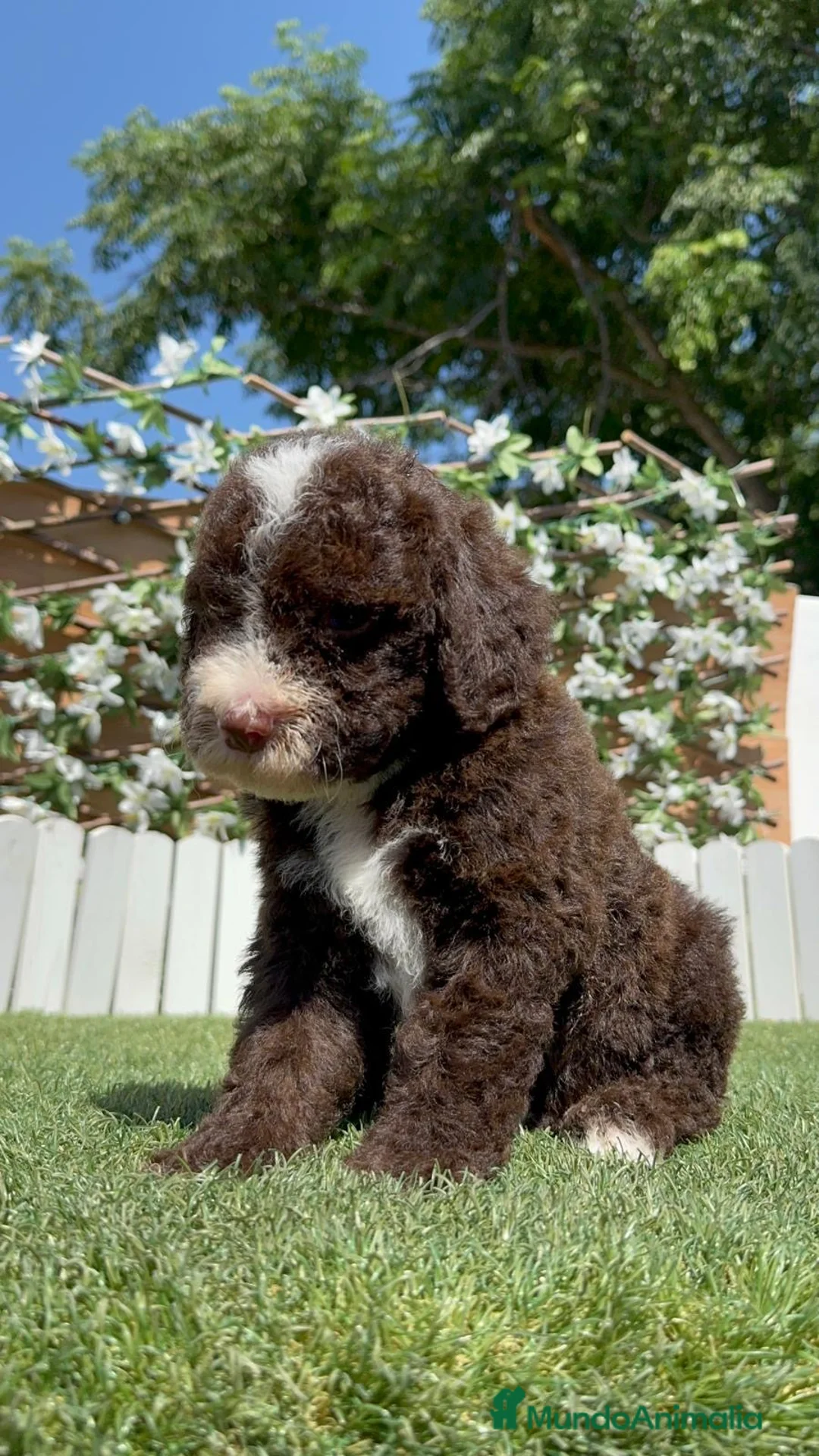 Perro de Agua Español perros en venta: PERRO DE AGUA ESPAÑOL - Anuncio 2