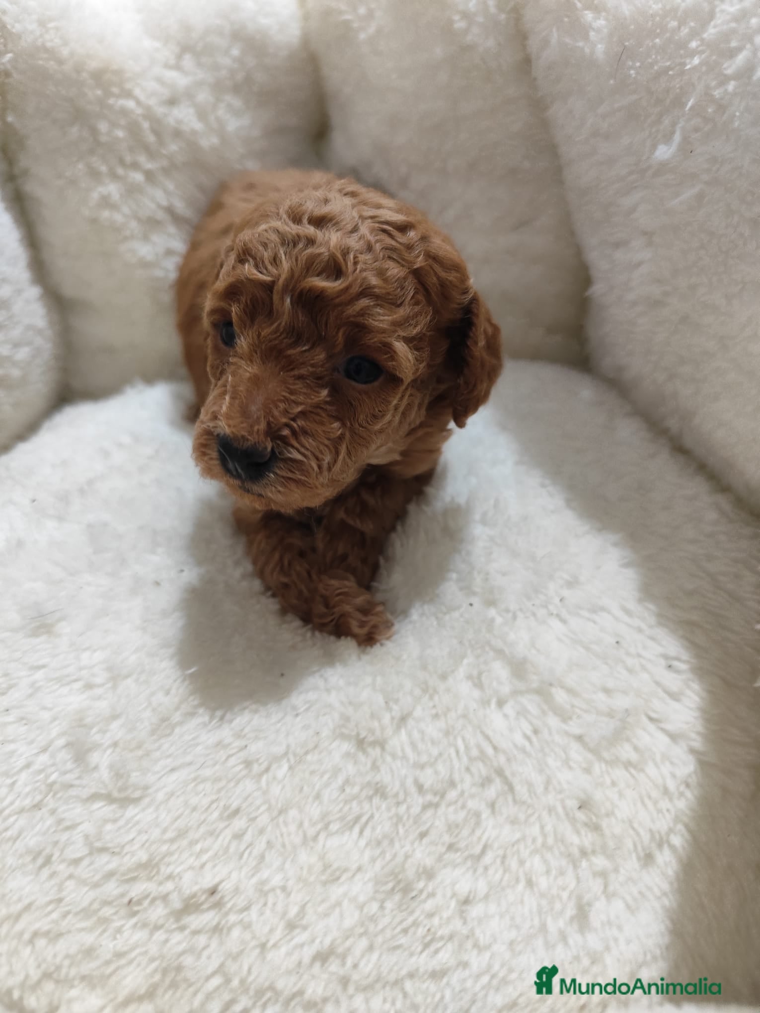 Caniche Toy perros en venta: Caniche toy  - Anuncio 10