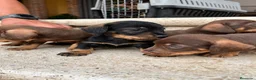 Teckel perros en venta: Teckel pelo duro  - Anuncio 2
