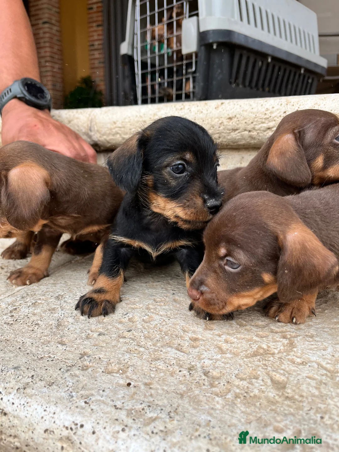 Teckel perros en venta: Teckel pelo duro  - Anuncio 2