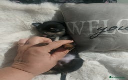 Chihuahua perros en venta: Chihuahua toy de verdad  - Imagen 8