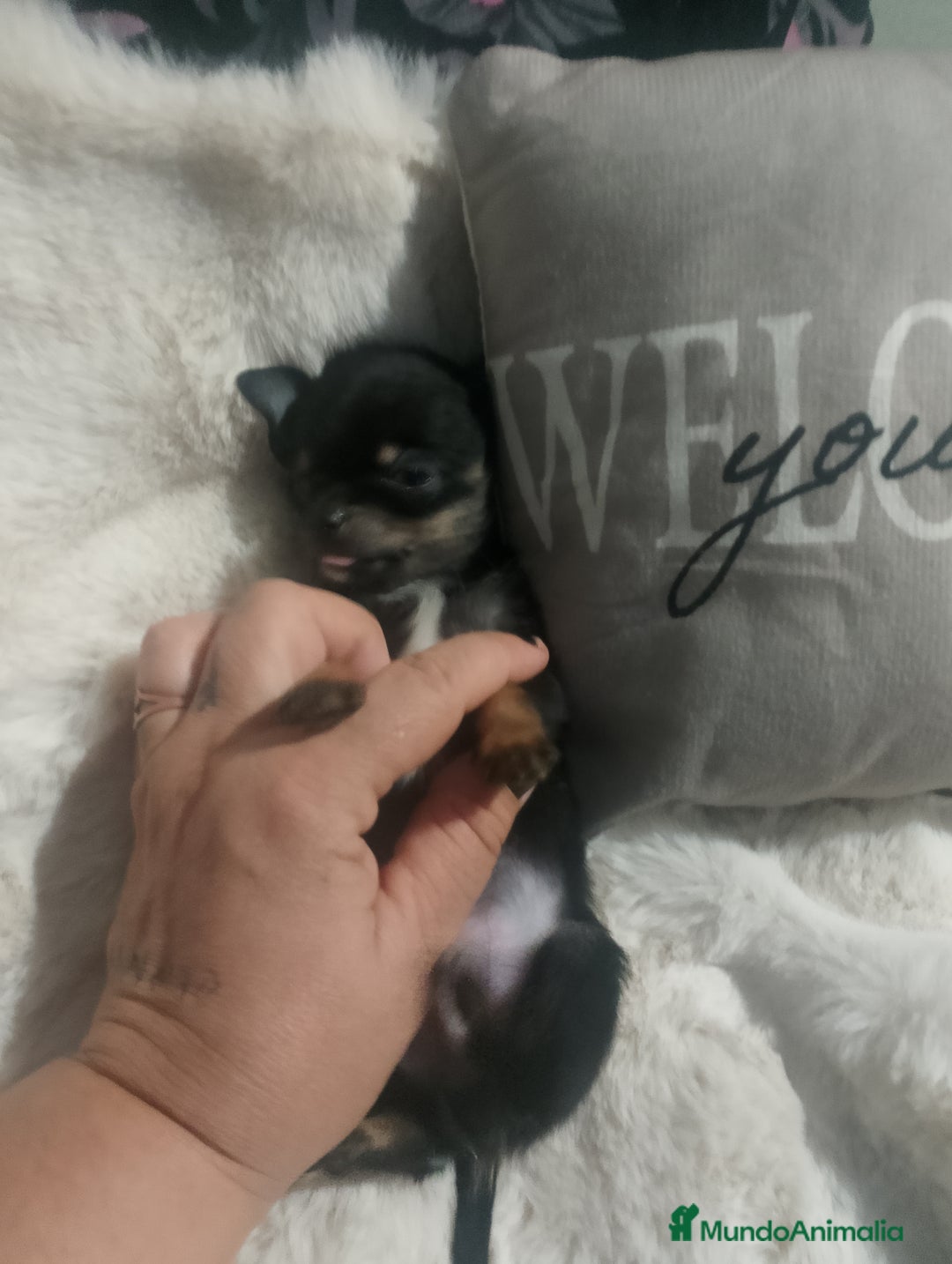 Chihuahua perros en venta: Chihuahua toy de verdad  - Imagen 8