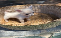 Chihuahua perros en venta: Chihuahua Micro Toy Hembra  - Imagen 10