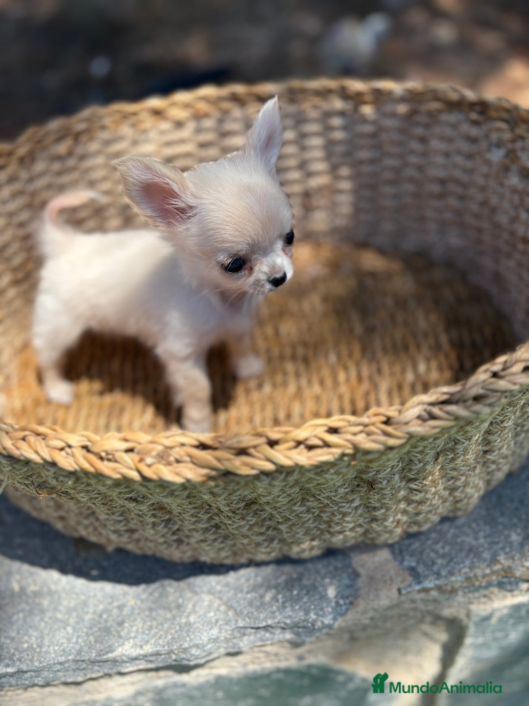 Chihuahua perros en venta: Chihuahua Micro Toy Hembra  - Imagen 10