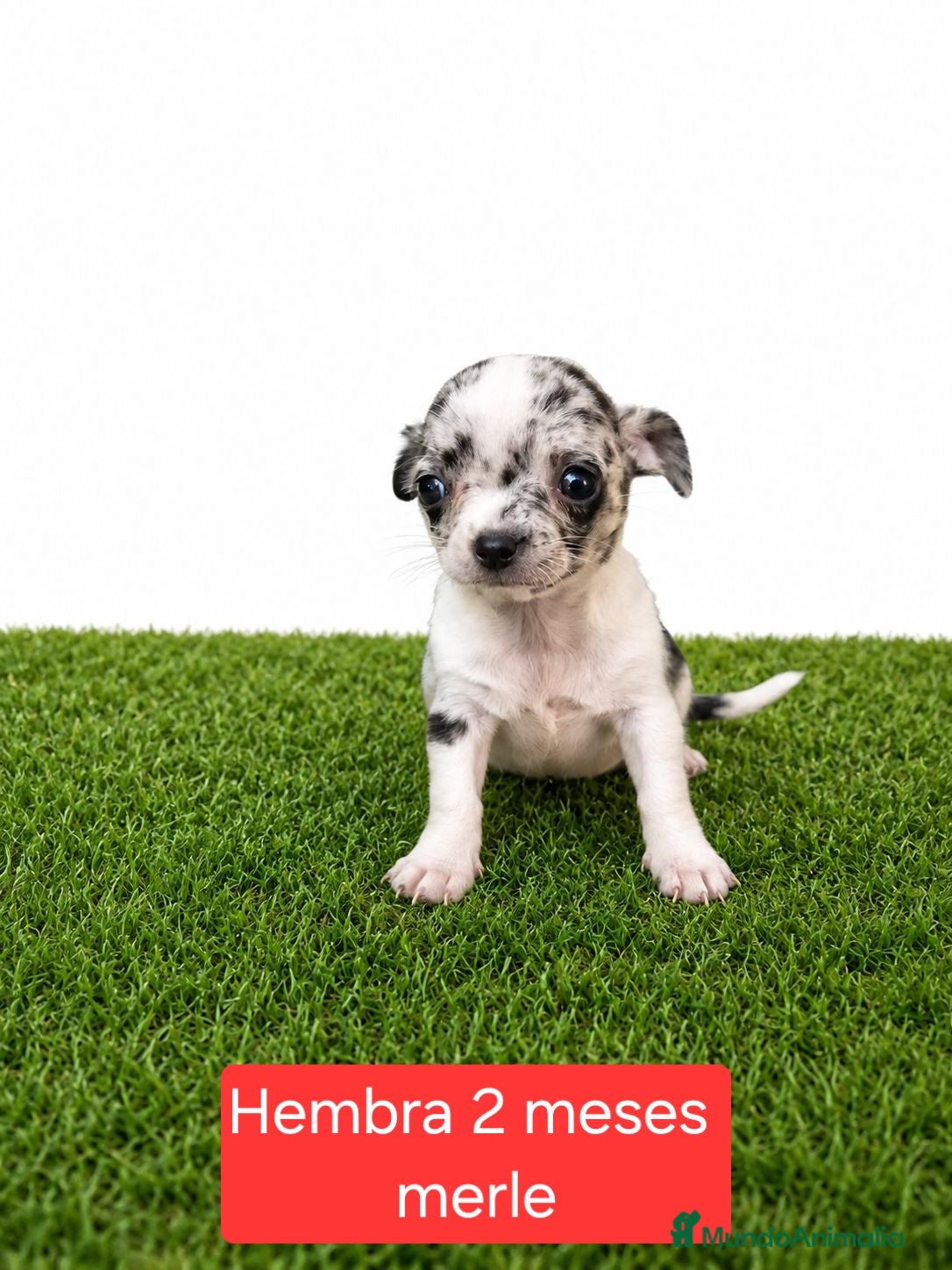 Chihuahua perros Chihuahuas micro toy de máxima calidad - Anuncio 2