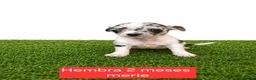 Chihuahua perros en venta: Chihuahuas micro toy de máxima calidad - Anuncio 1