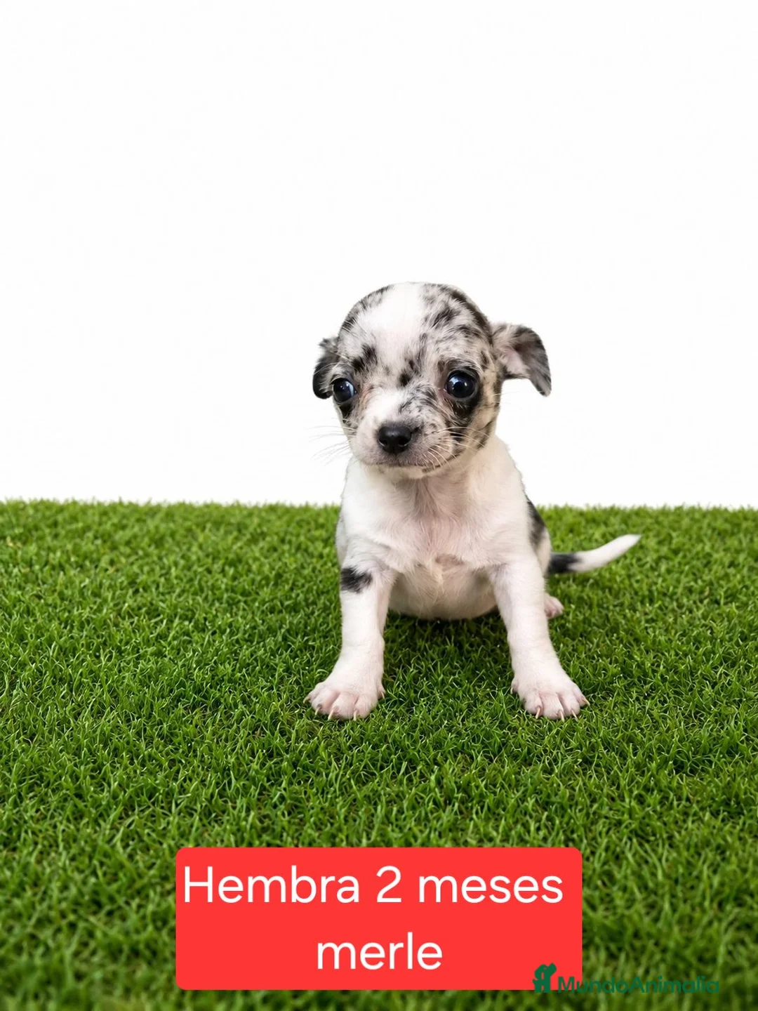 Chihuahua perros en venta: Chihuahuas micro toy de máxima calidad - Anuncio 1