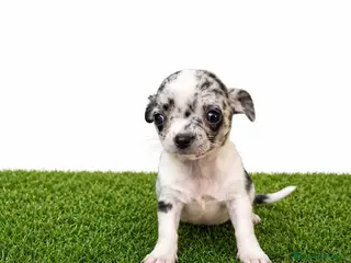 Chihuahua perros Chihuahuas micro toy de máxima calidad - Anuncio 2