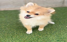 Pomerania perros en venta: Pomerania hembra - Imagen 1