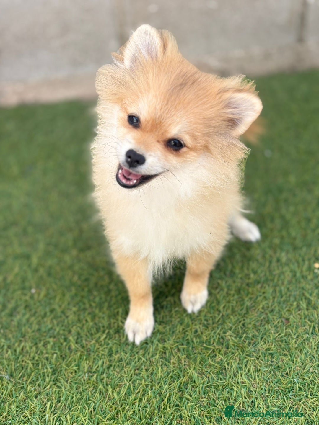 Pomerania perros en venta: Pomerania hembra - Imagen 1