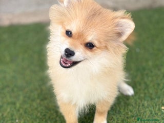 Pomerania perros - Anuncio 8